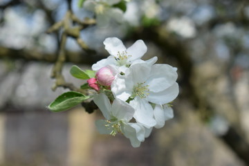Apple tree bloom in the garden