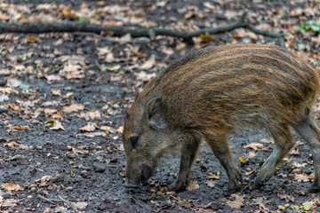 Boar boarling in the forest
