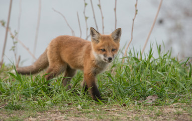 Red fox in the wild