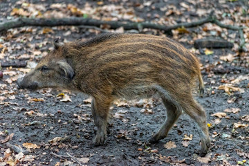 Boar boarling in the forest