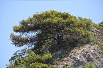Baum am Berg