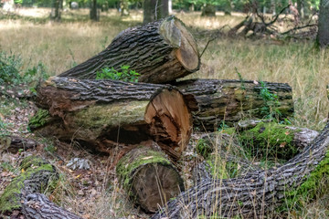 Felled trees in the forest