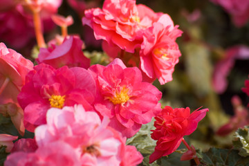 Autumn flowers begonia in the garden, close
