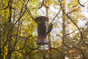 The titmouse sits on a birds feeder.