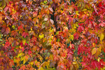 Wild grapes in autumn paints