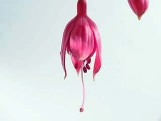 Red buds of fuchsia flowers. Floriculture.