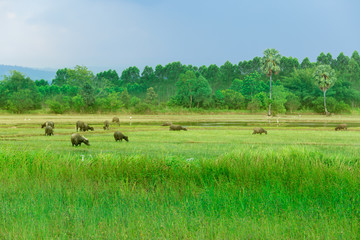 Field, Meadow, Plant, Rice - Cereal Plant, Safari