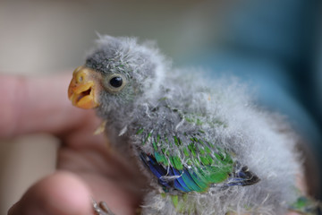 baby bird in hand © bwof