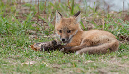 Obraz na płótnie Canvas Red fox in the wild