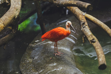 Red bird Ibis