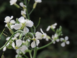 Flores blancas