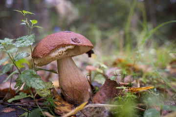 Mushroom in the autumn Forest.
