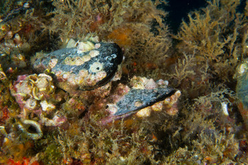 Mejillones en la roca