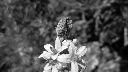 Bug in BW