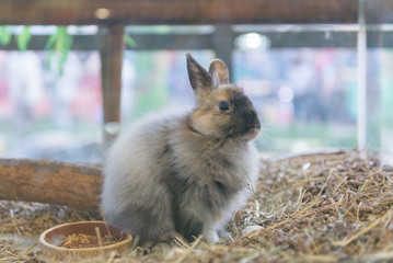 A cute funny rabbit in a cage.