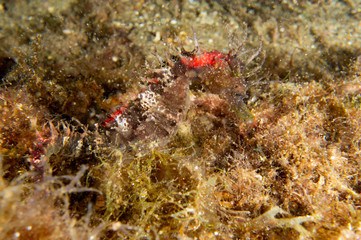 caballito marino timido 2