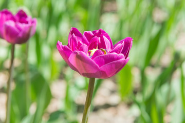 Field with blooming bard tulips close-up.