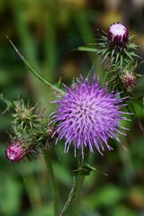 Thistle flowers