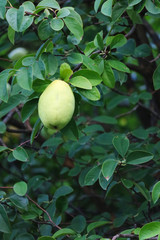 Fresh autumn fruit quince, Fragrant Fall Fruit quince