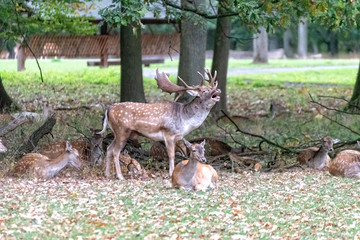 Deer in the wild