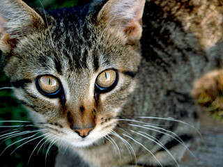 Fototapeta premium Cat with pretty eyes