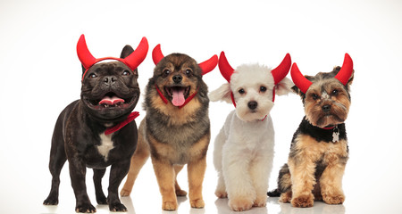 Fototapeta premium 4 happy little dogs celebrating halloween