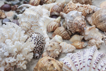 Obraz na płótnie Canvas Large seashells on the sand. Summer beach background