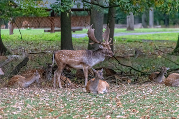 Deer in the wild