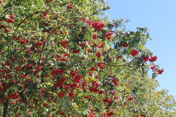 Fototapeta na wymiar Red Rowan berries ripened on a tree