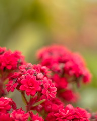 red flowers