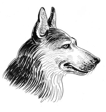 German shepherd dog head. Ink black and white illustration