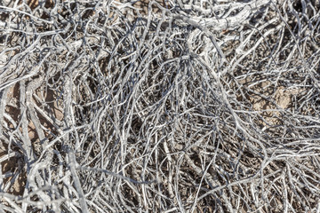Group of dry branches typical of a desert area