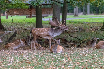 Deer in the wild