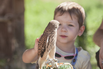 Child boy with wounded Lesser kestrel at bird rescue center