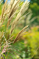 Beautiful autumn reeds, Scenery with autumn reed forest,Autumn reed forest