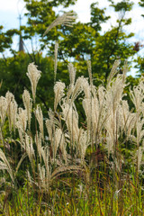 Beautiful autumn reeds, Scenery with autumn reed forest,Autumn reed forest