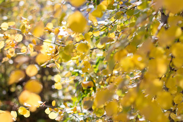 yellow foliage of trees in the sunlight