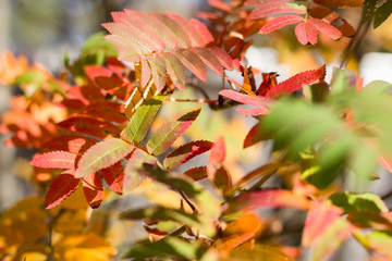 colorful autumn leaves of mountain ash in the sunlight