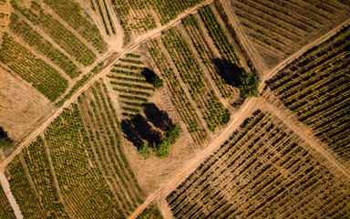 Vendimia cenital Bierzo