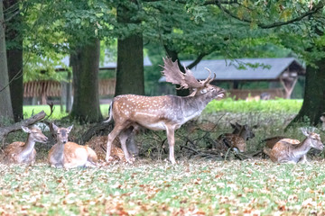 Deer in the wild