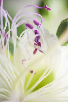 Fiore di cappero