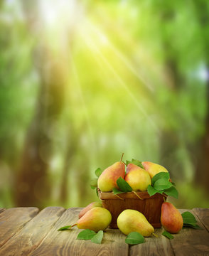 Sunlight shines on a basket of ripe pears. Thanksgiving. Nature background. Fruits in the basket.