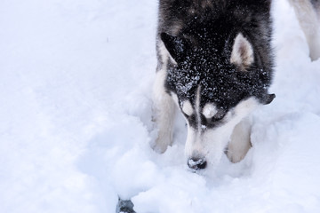 Naklejka premium Dog breed Siberian Husky portrait on open snowy terrain.