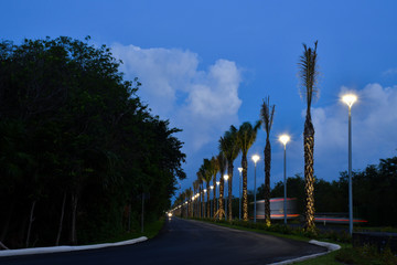 Avenida tropical con palmeras