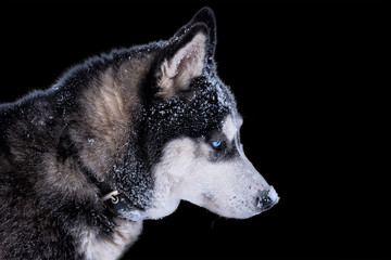 Dog breed Siberian Husky portrait. Isolate on black background.