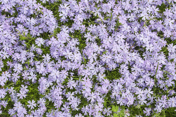 Obraz premium A carpet of buttercups