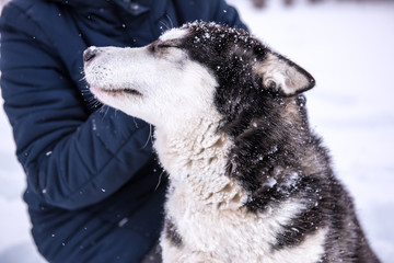 Dog breed Siberian Husky portrait on open snowy terrain.