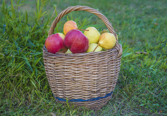 Beautiful ripe apples and pears in old wicker basket on the grass
