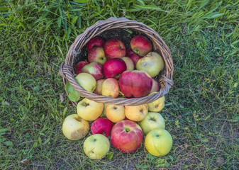 Old wicker basket with ripe apples on the grass