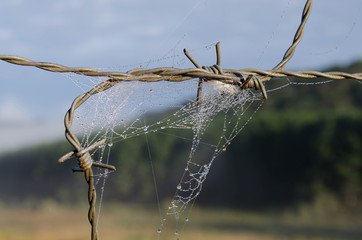 Spider Web with drops in barbed wire